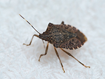 小虫
