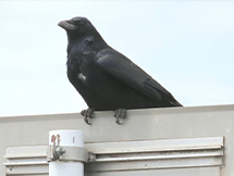 害鳥